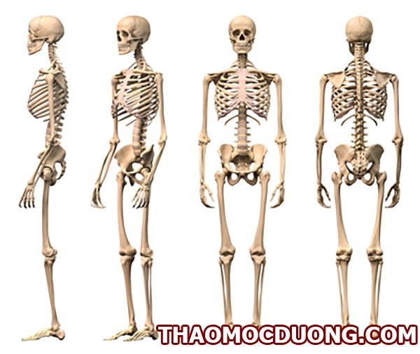 Đặc điểm cấu trúc và chức năng của xương bình thường 1