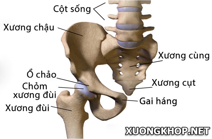 Đau lưng đau xương chậu là dấu hiệu của những bệnh nào? 1